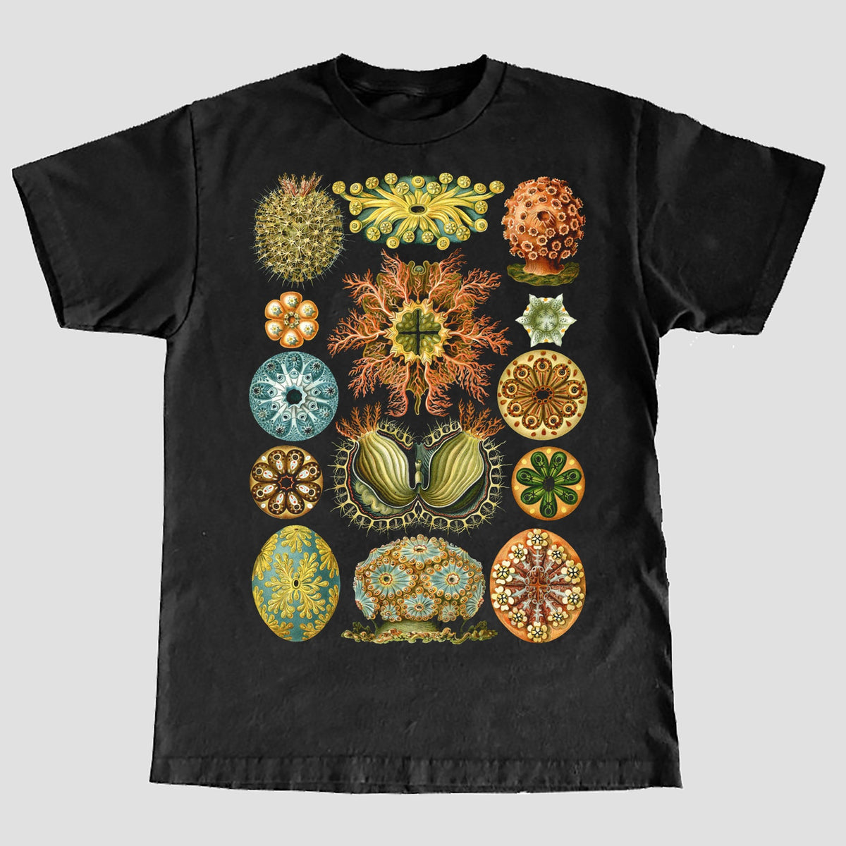 Ernst Haeckel 39Ascidiae Seescheiden39 T Shirt Graphic Tee – Premium Graphic · Top Pick For Any Outfit