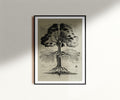 Tree Botanical Wall Art Tree Identification Poster Botanist Gift Botanical Aesthetic Wall Decor Nature Lover Print Gift Graphic Tee – Feel-Good Design · Trending Graphic Apparel